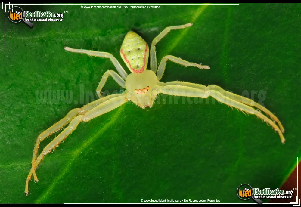 Green Crab Spider