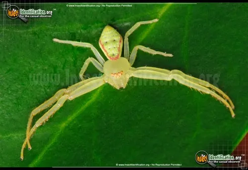 Green Crab Spider - photo 2