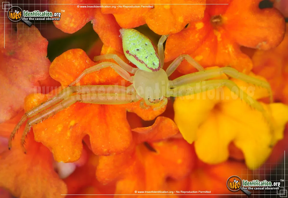 Green Crab Spider - photo 3