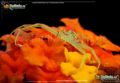 Green Crab Spider - photo 6