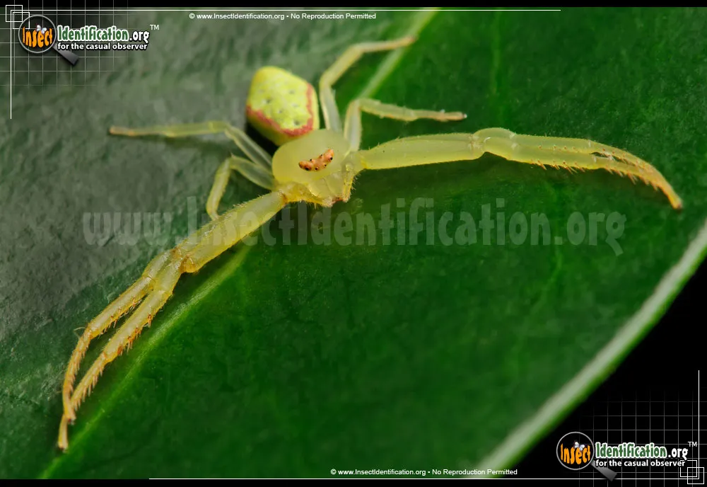 Green Crab Spider - photo 7