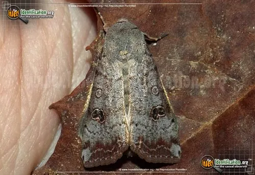 Green Cutworm Moth - photo 2