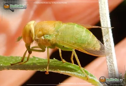Green Horse Fly - photo 2