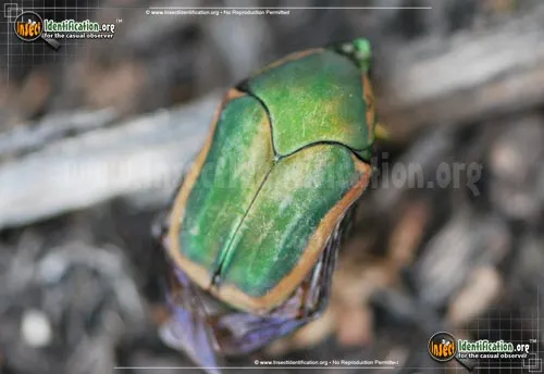 Green June Beetle - photo 2