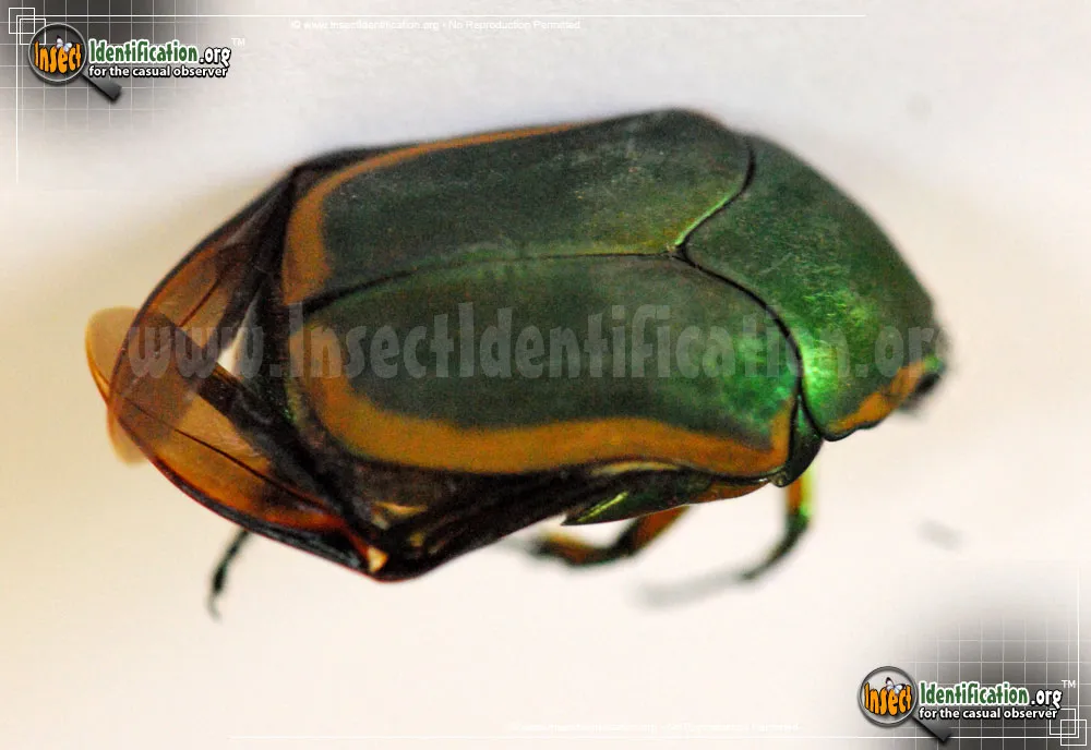 Green June Beetle - photo 3