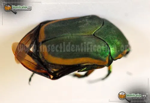 Green June Beetle - photo 4