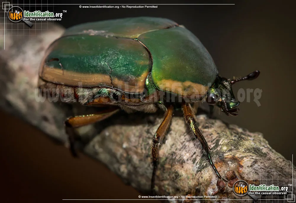 Green June Beetle - photo 5