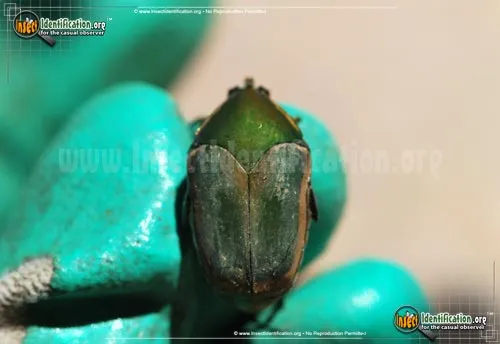 Green June Beetle - photo 8