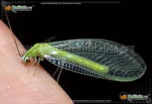 Green Lacewing - photo 2