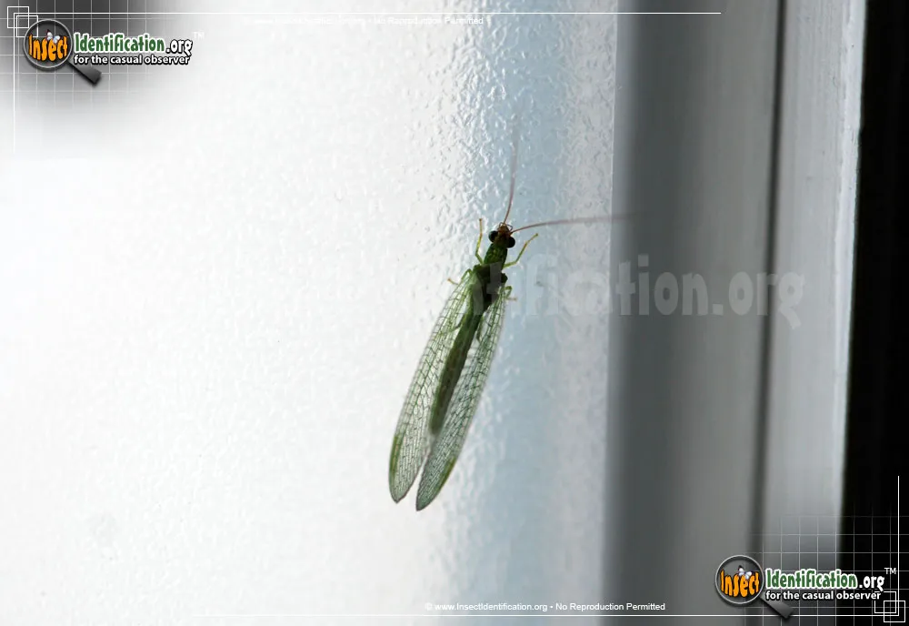 Green Lacewing - photo 3