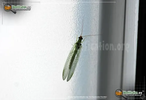 Green Lacewing - photo 4