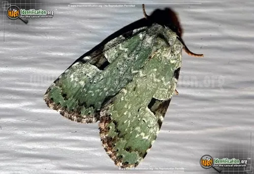 Green Leuconycta - photo 2