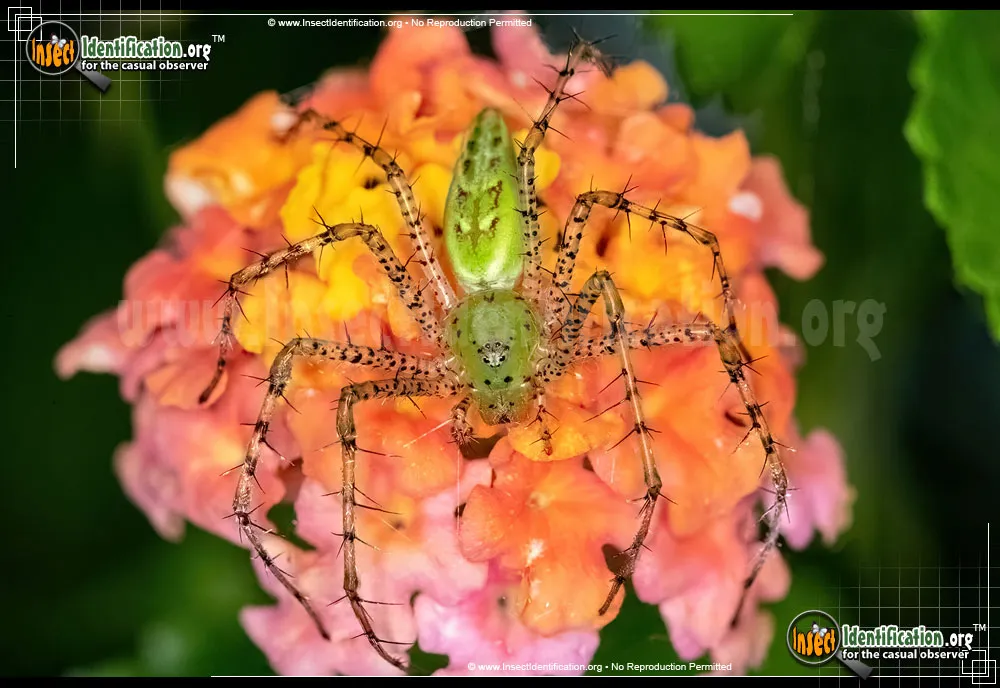 Green Lynx Spider