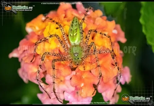 Green Lynx Spider - photo 2