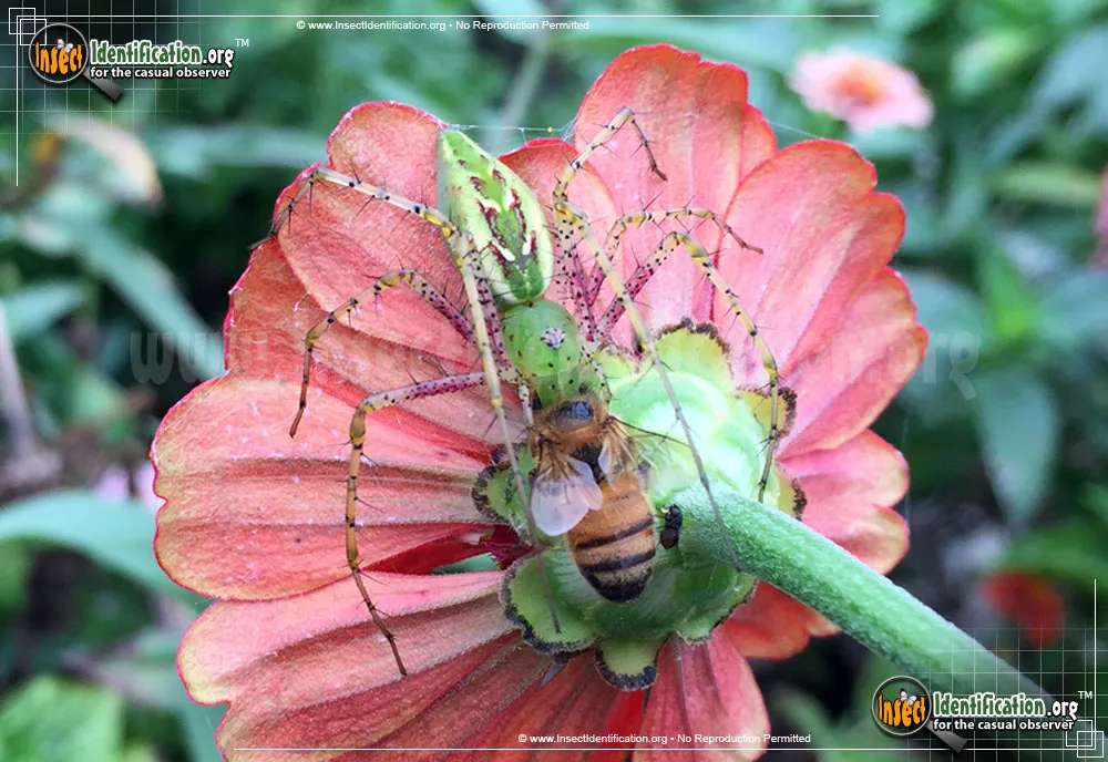 Green Lynx Spider - photo 3