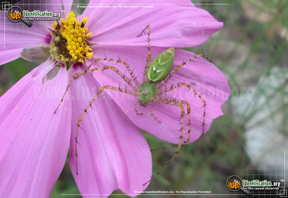 Green Lynx Spider - photo 5