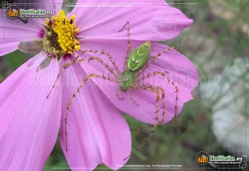 Green Lynx Spider - photo 6
