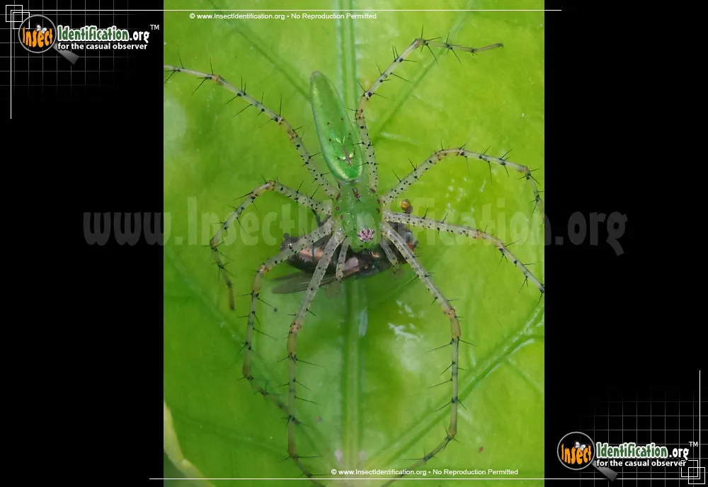 Green Lynx Spider - photo 7