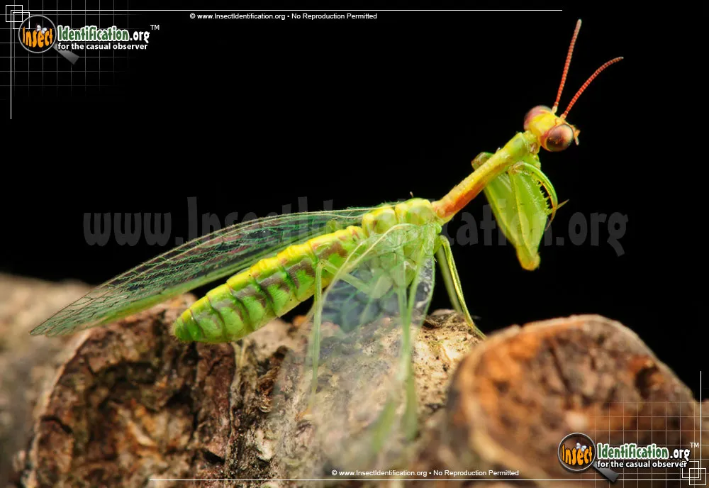 Green Mantisfly - Zeugomantispa spp.