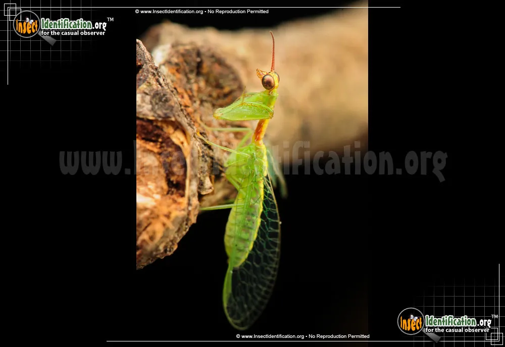 Green Mantisfly - photo 3