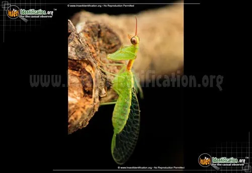 Green Mantisfly - photo 4
