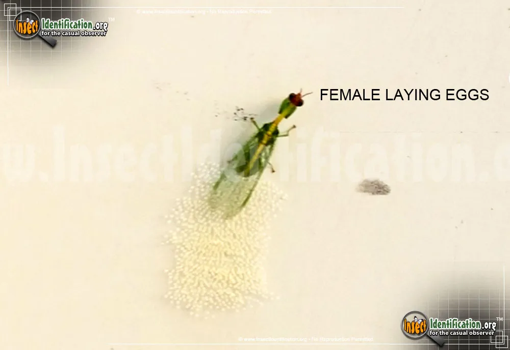 Green Mantisfly - photo 5