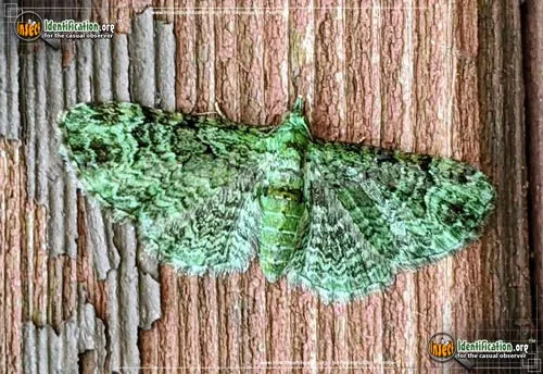 Green Pug Moth