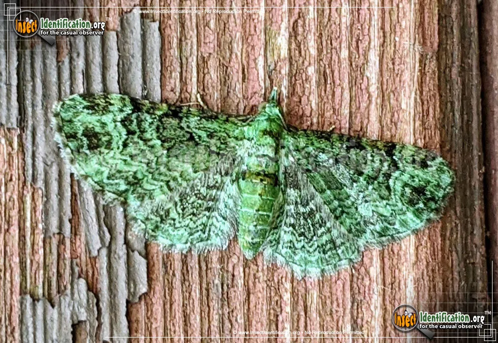 Green Pug Moth - photo 2