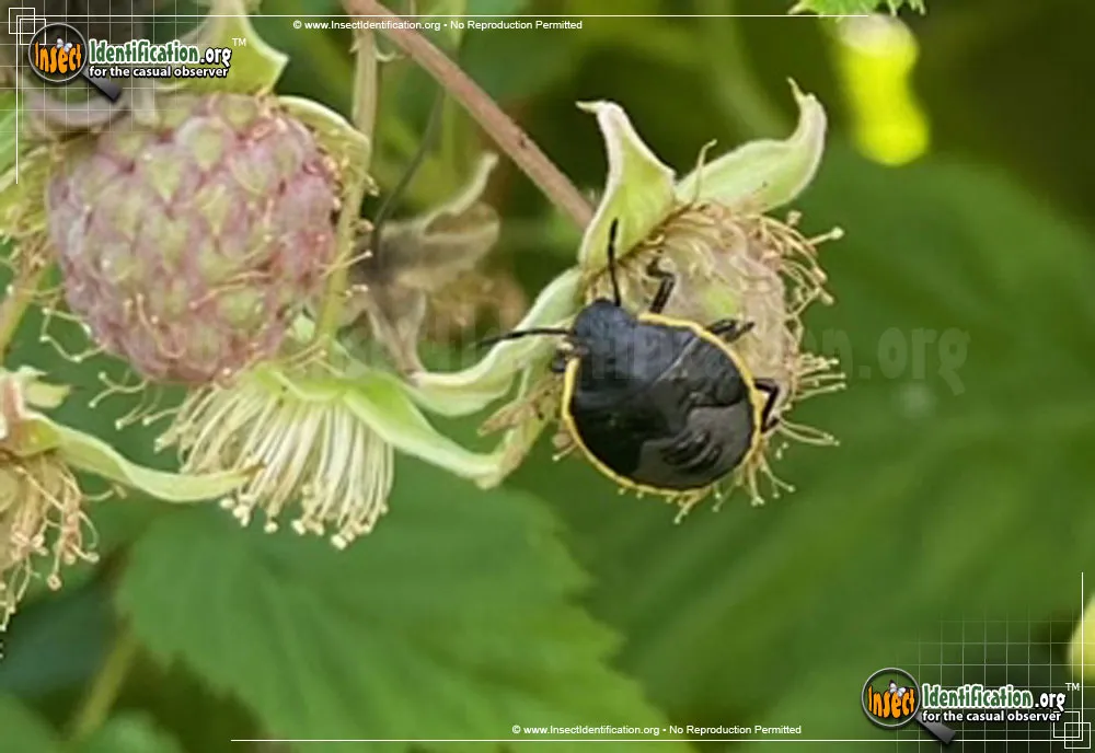 Green Stink Bug Nymph - photo 5