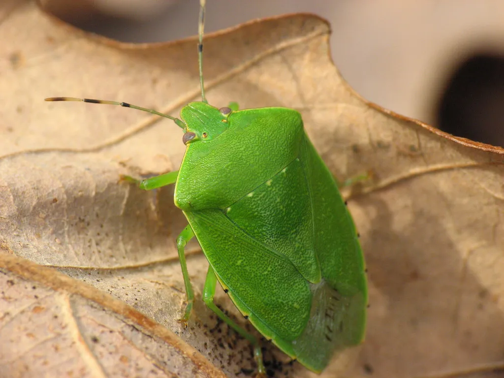 Green Stink Bug - photo 2