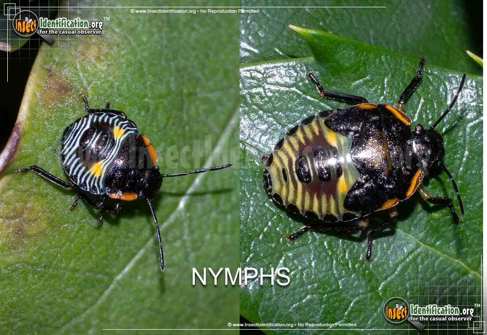 Green Stink Bug - photo 4