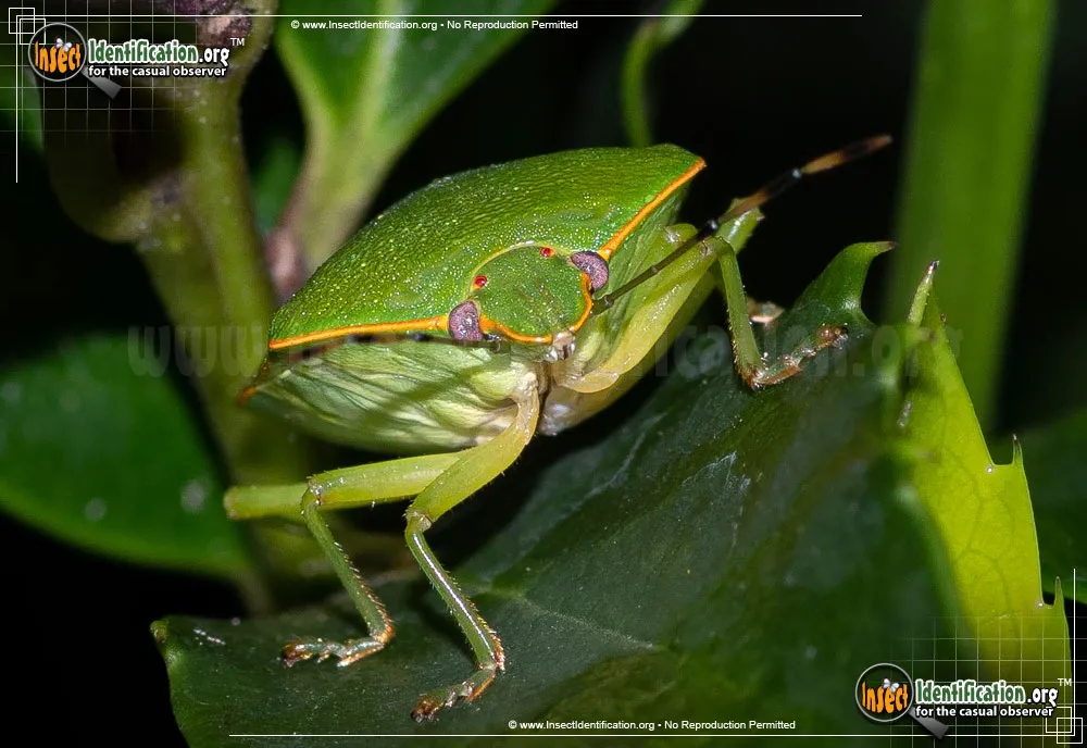 Green Stink Bug - photo 5