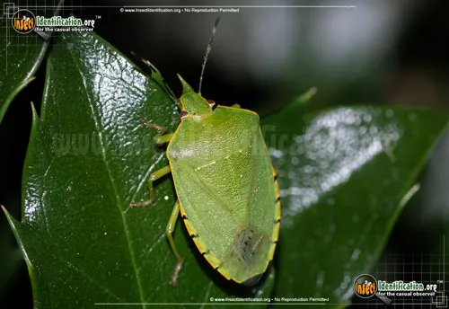 Green Stink Bug - photo 6