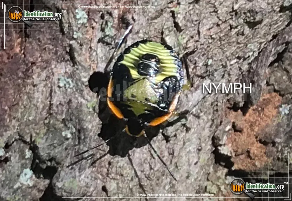 Green Stink Bug - photo 7