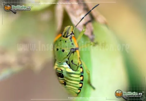 Green Stink Bug - photo 8