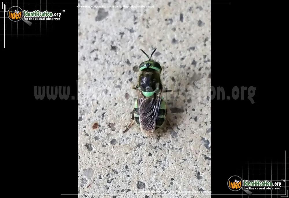 Green and Black Soldier Fly