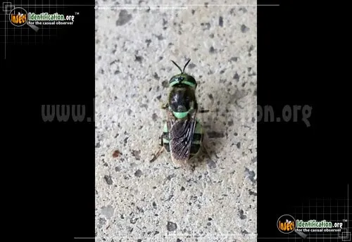 Green and Black Soldier Fly - photo 2