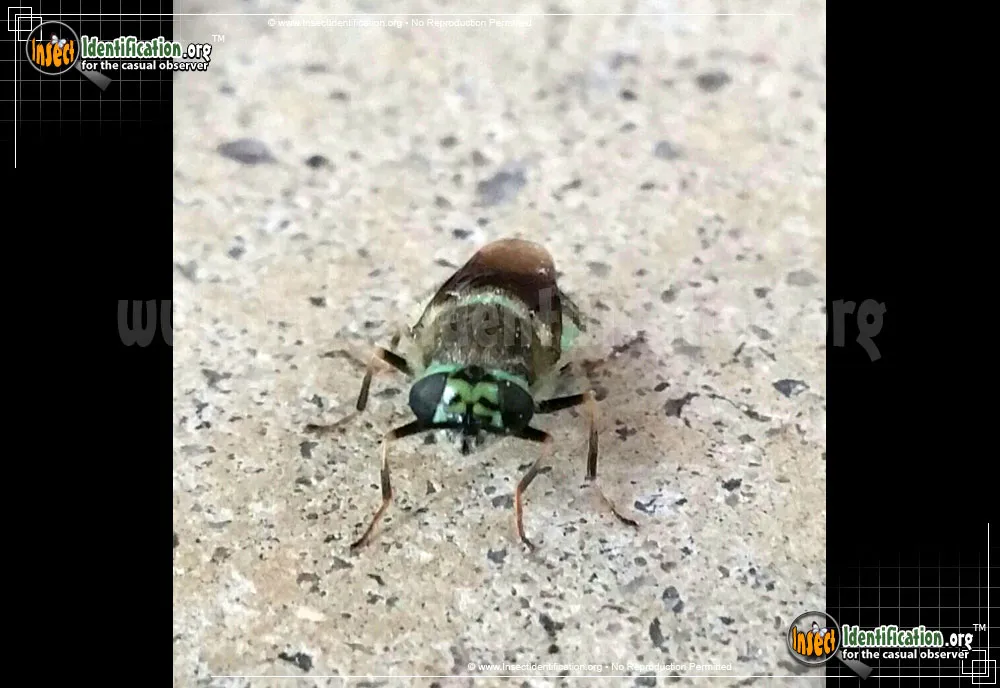Green and Black Soldier Fly - photo 3