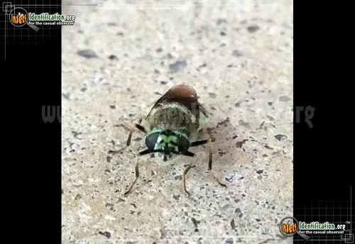 Green and Black Soldier Fly - photo 4