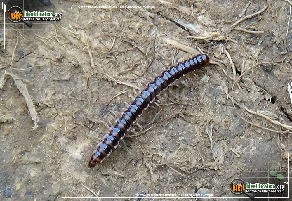 Greenhouse Millipede