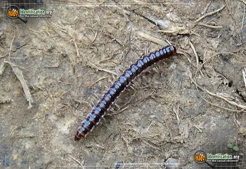 Greenhouse Millipede - photo 2