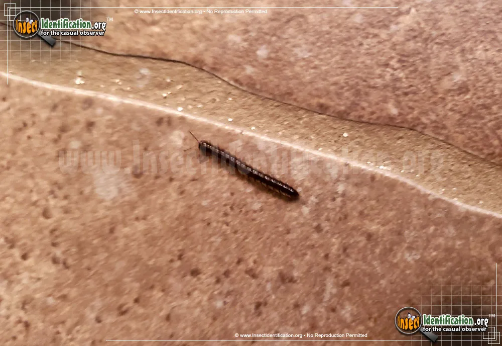 Greenhouse Millipede - photo 3