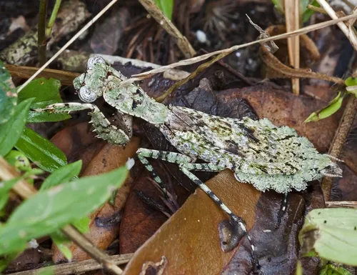 Grizzled Mantid