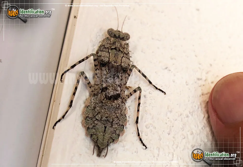 Grizzled Mantid - photo 3