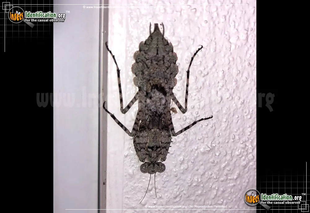 Grizzled Mantid - photo 4