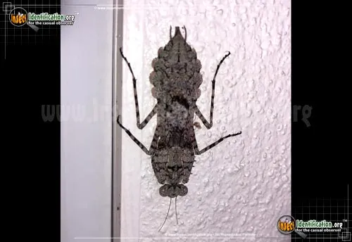 Grizzled Mantid - photo 5