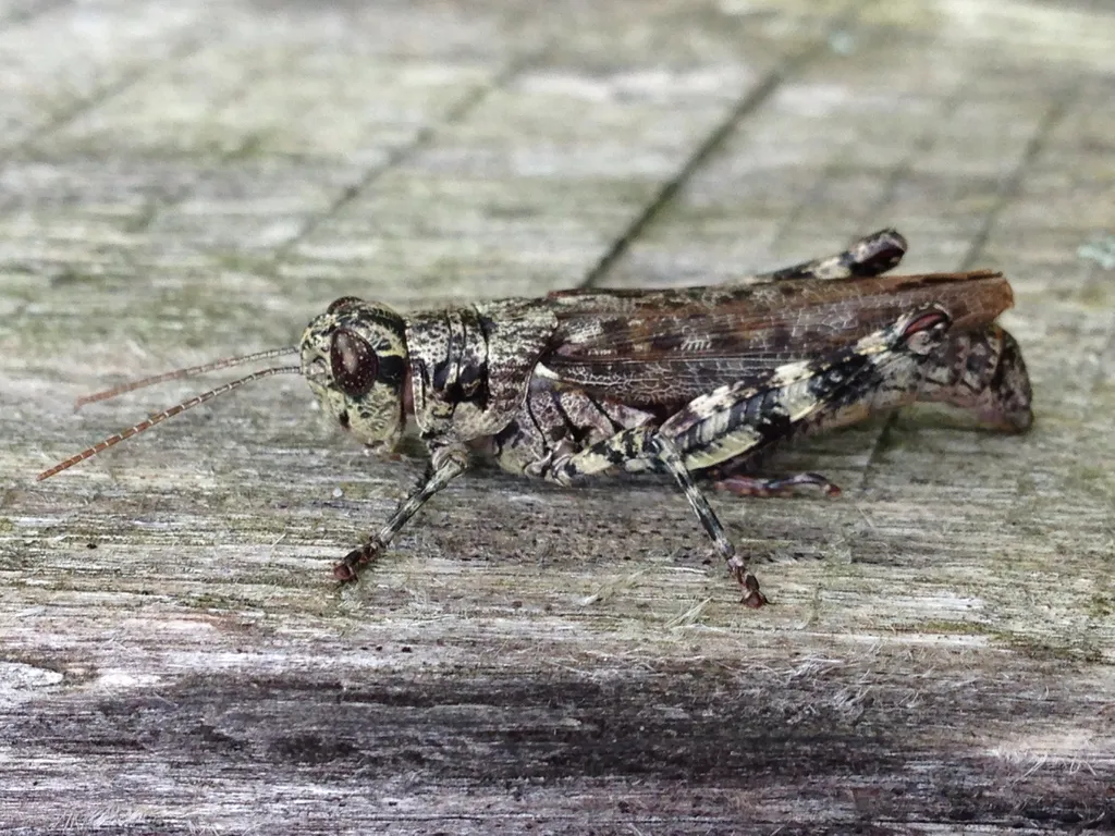 Grizzly Locust - photo 2