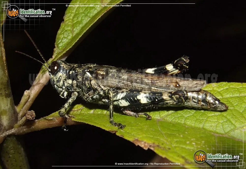 Grizzly Locust - photo 3