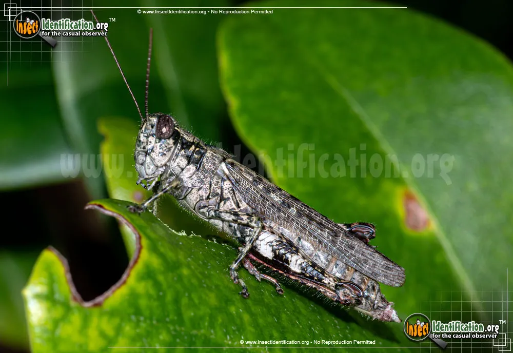 Grizzly Locust - photo 4