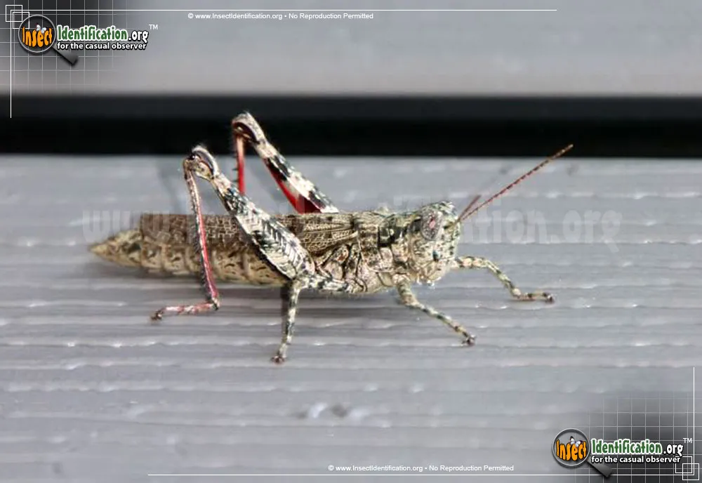 Grizzly Locust - photo 5